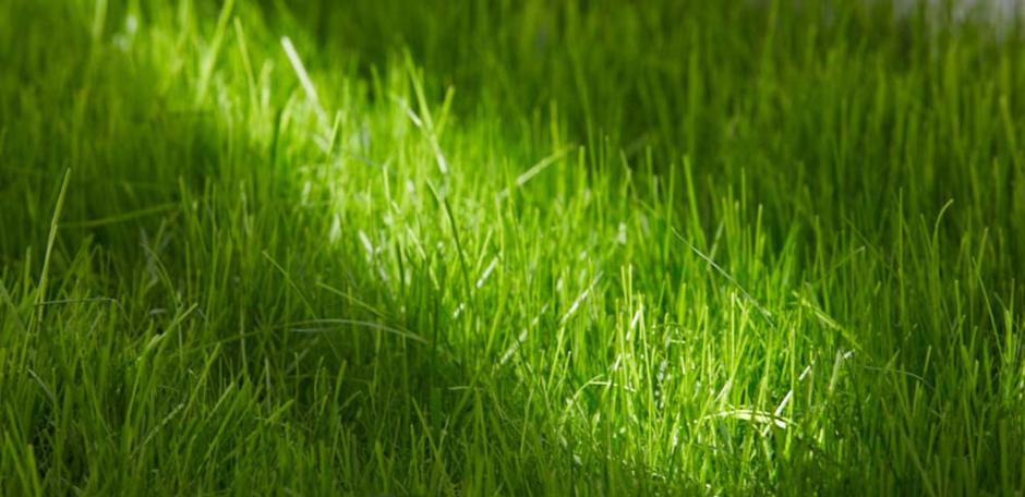 GrassLopata